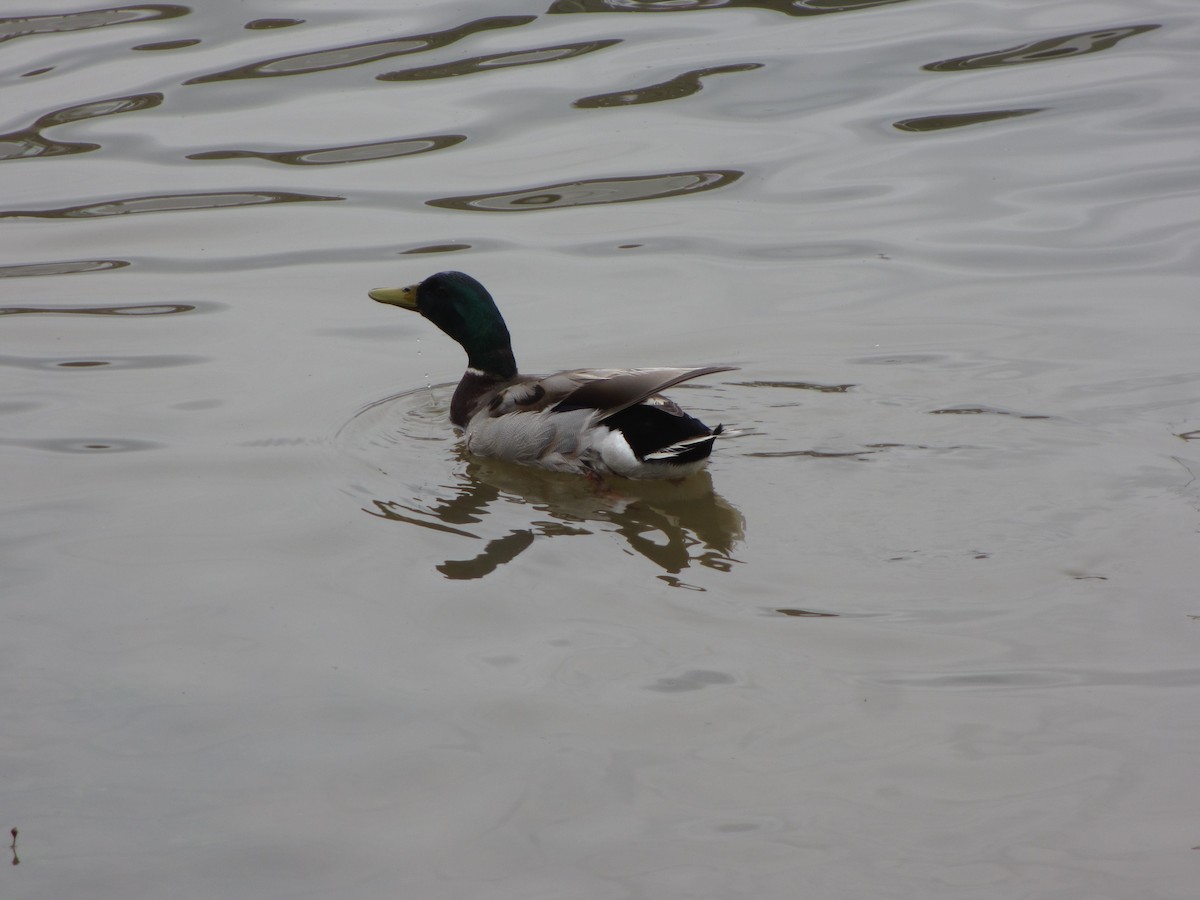 Mallard - ML132307451