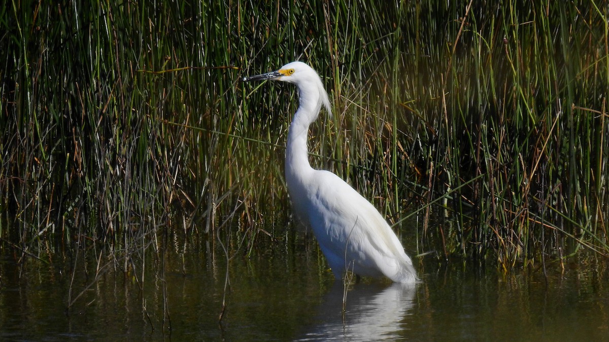 Snowy Egret - Pablo Alejandro Pla