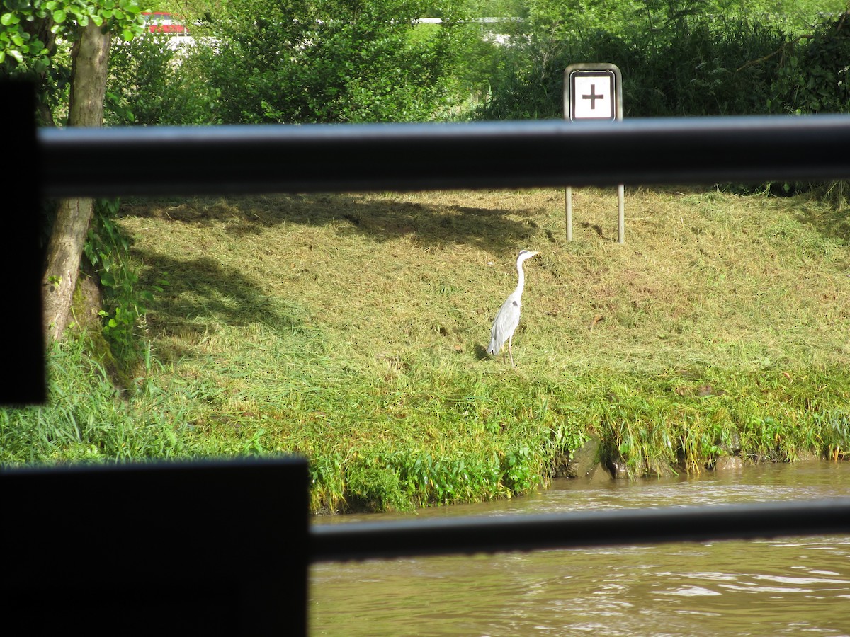 Gray Heron - ML132308601