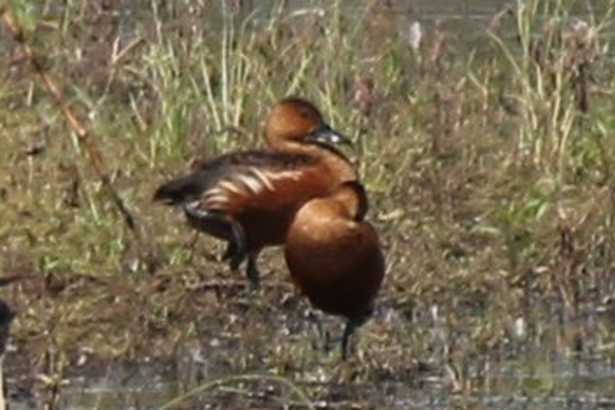 Dendrocygne à lunules - ML132308651