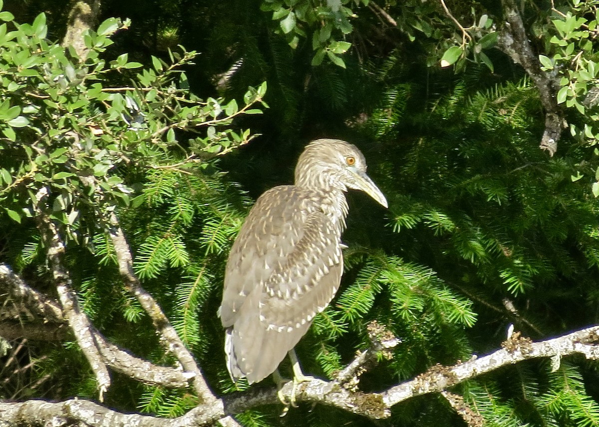 Black-crowned Night Heron - ML132309601