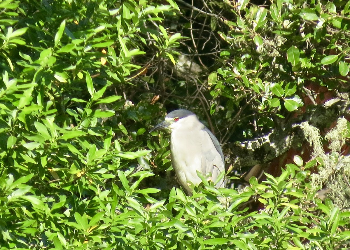 Black-crowned Night Heron - ML132309681