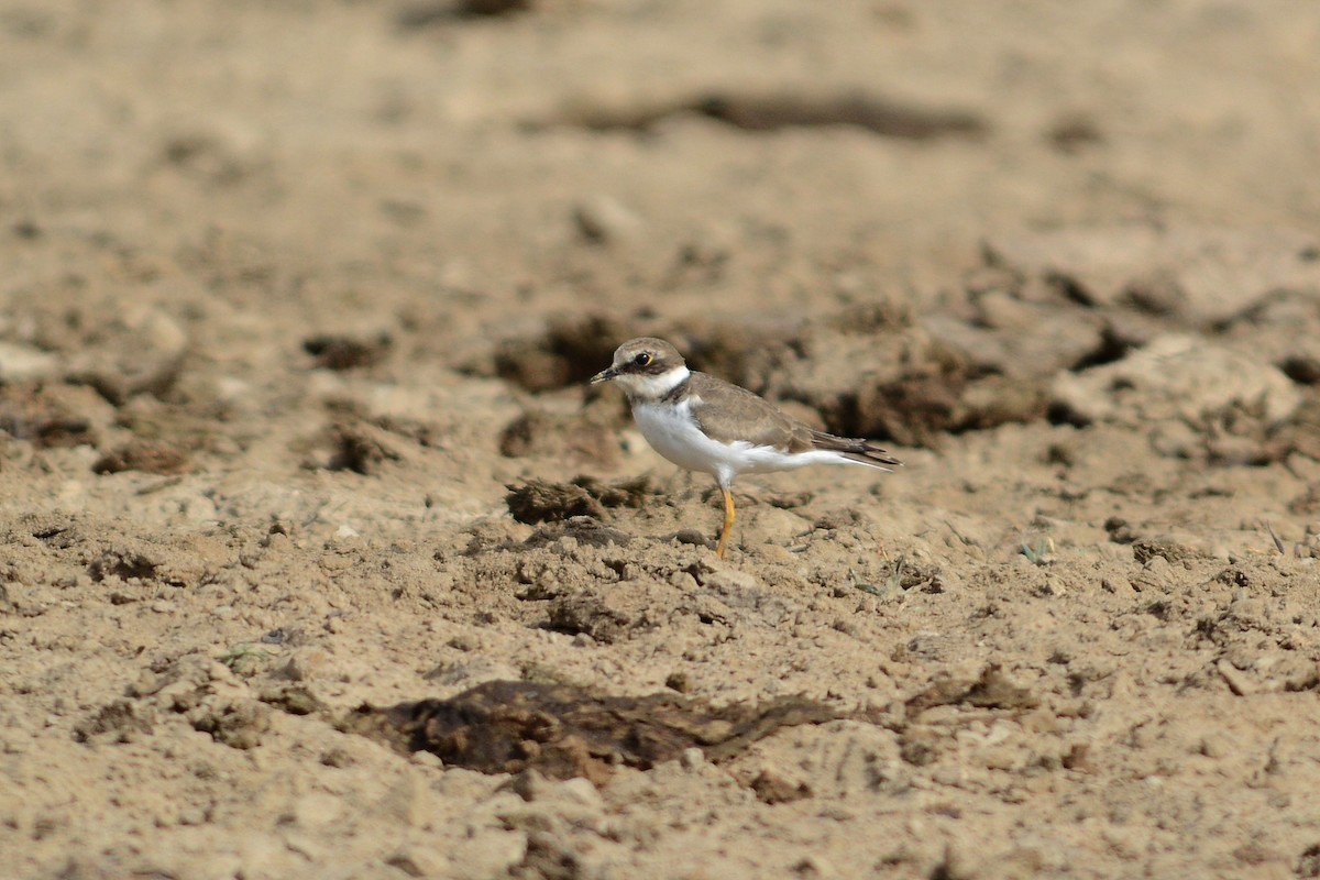 Little Ringed Plover - ML132311721