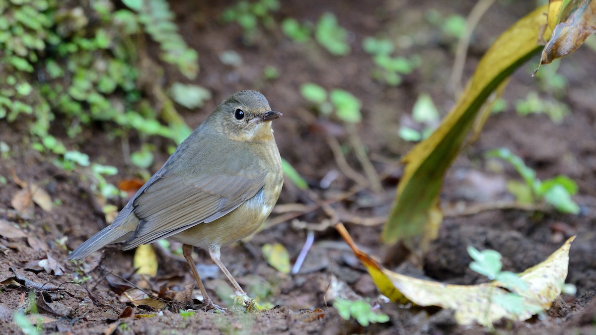 Indian Blue Robin - Sanjay Malik