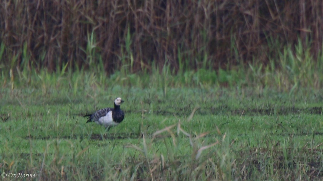 Barnacle Goose - ML132313241