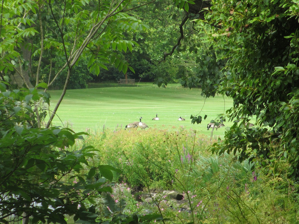 Canada Goose - ML132313331