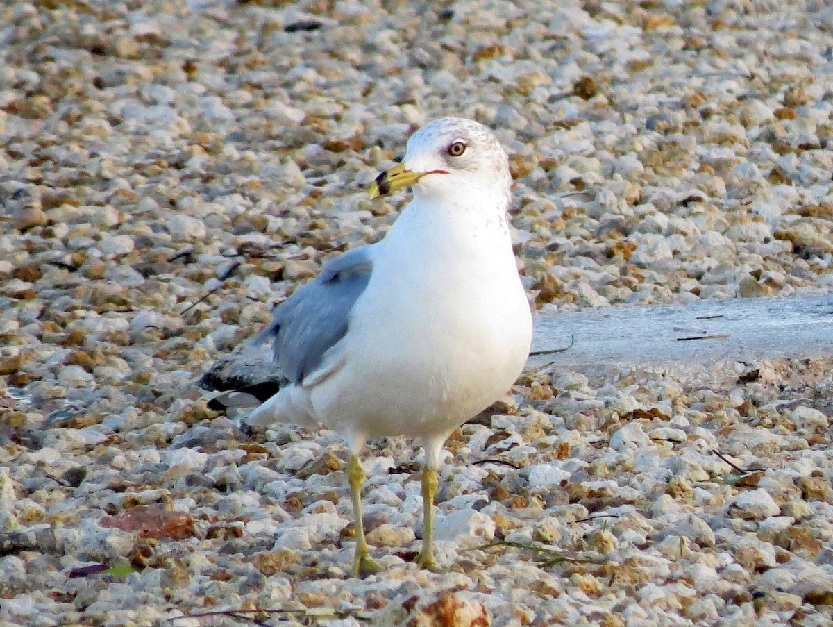 Ring-billed Gull - Todd Deininger