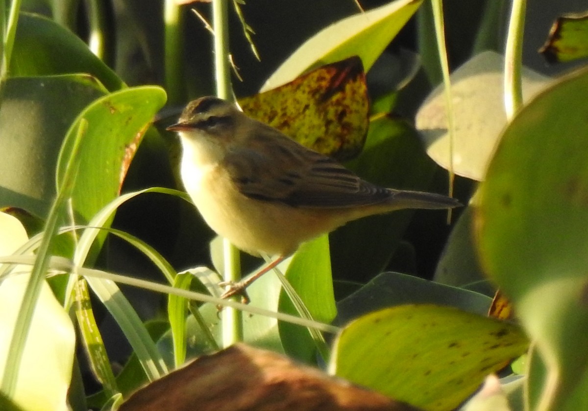 Sedge Warbler - ML132313811