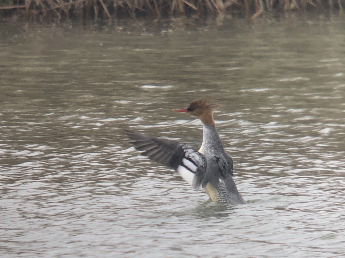 Scaly-sided Merganser - Yasuhiko Komatsu