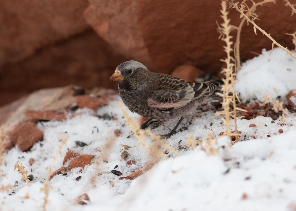 pěnkavice tmavá - ML132315031