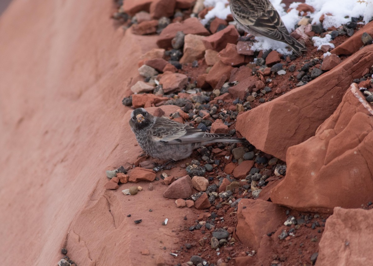 pěnkavice tmavá - ML132315041