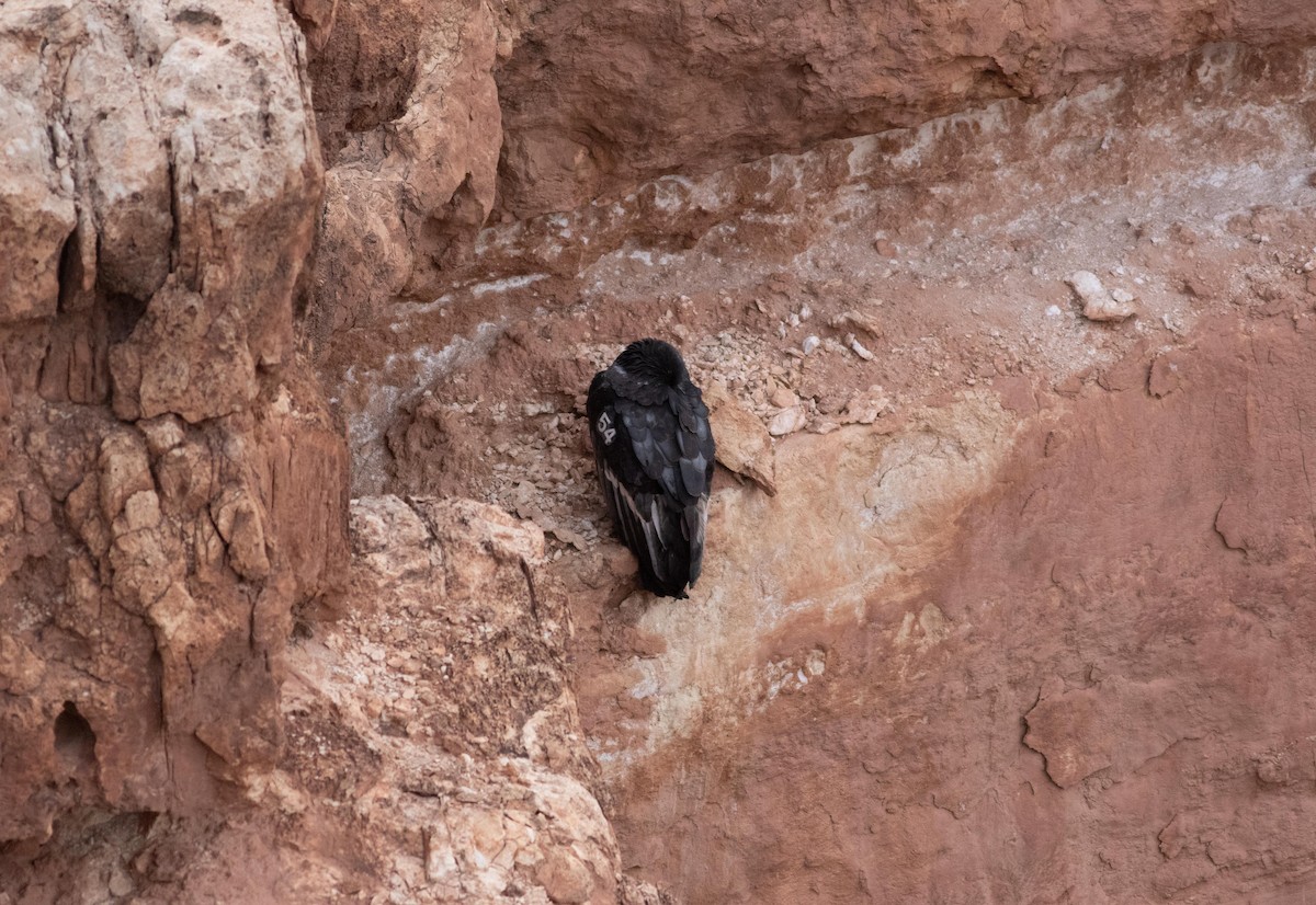 kondor kalifornský - ML132315141