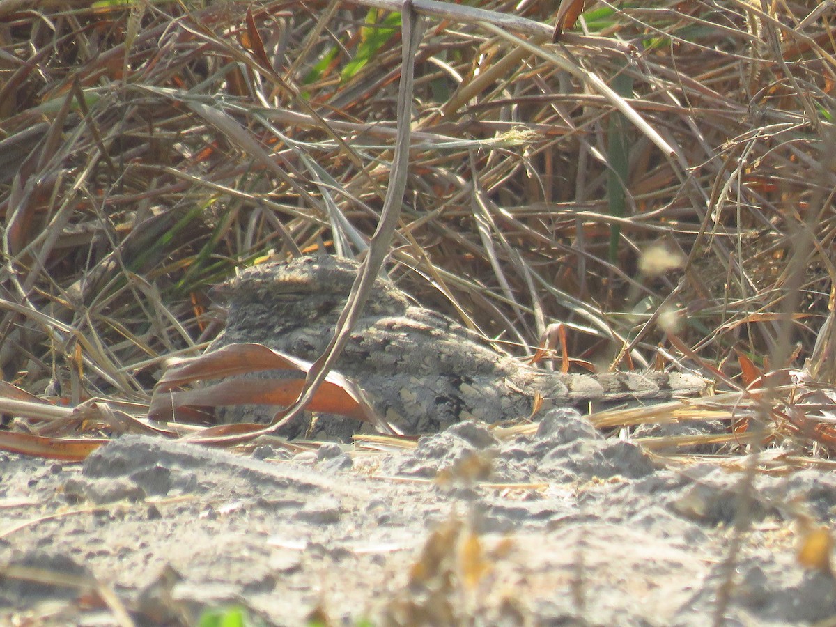 Sykes's Nightjar - ML132315791