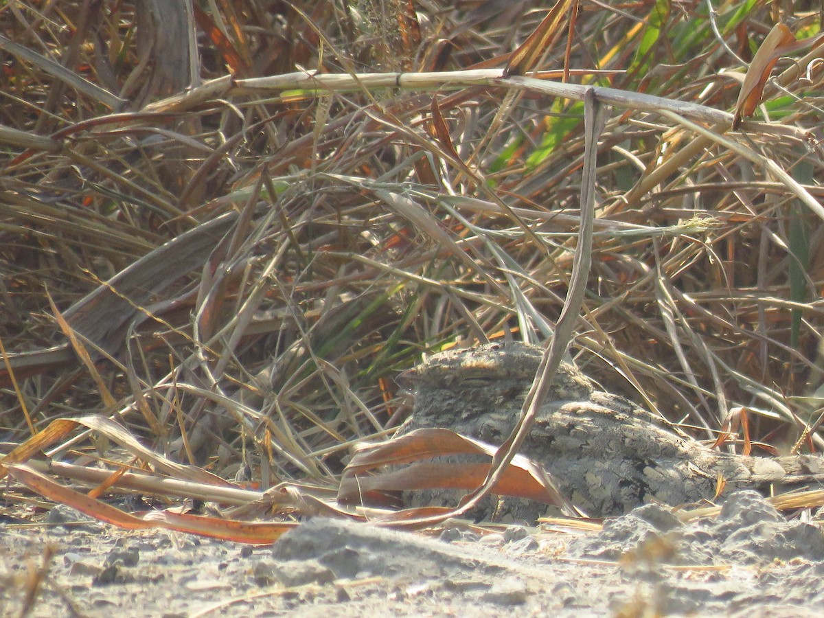 Sykes's Nightjar - ML132315811