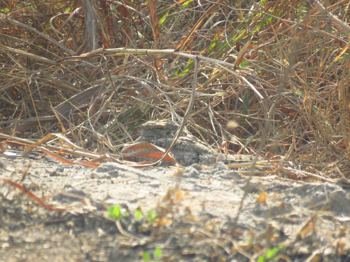 Sykes's Nightjar - ML132315841