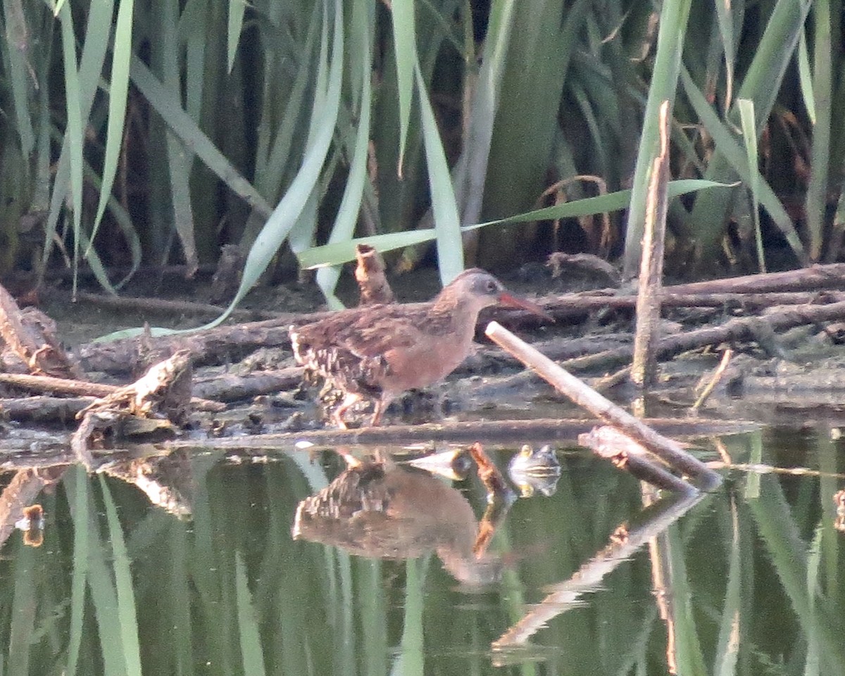 Virginia Rail - ML132316081