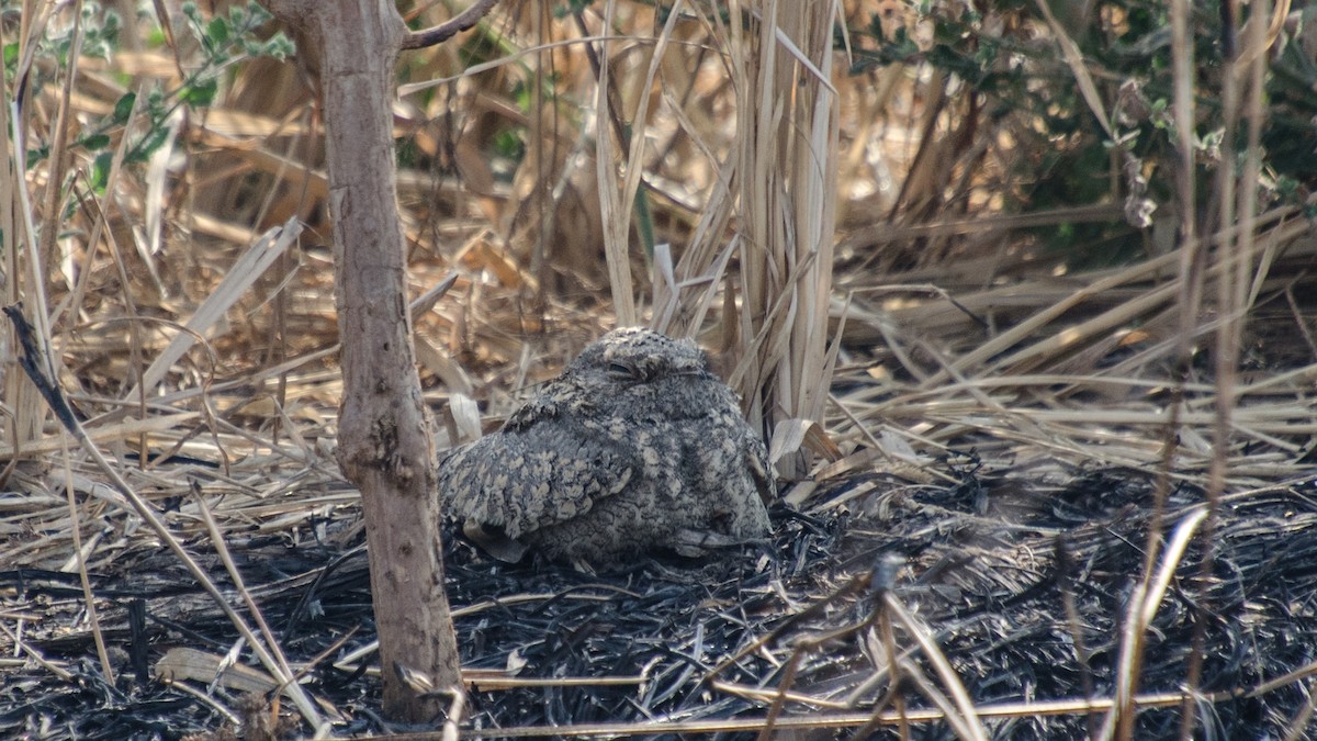 Sykes's Nightjar - ML132316691