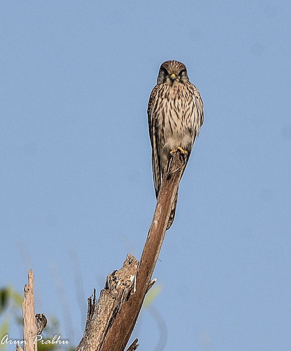 Eurasian Kestrel - ML132316721