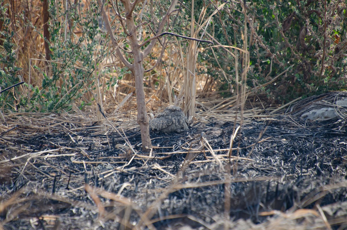 Sykes's Nightjar - ML132316771