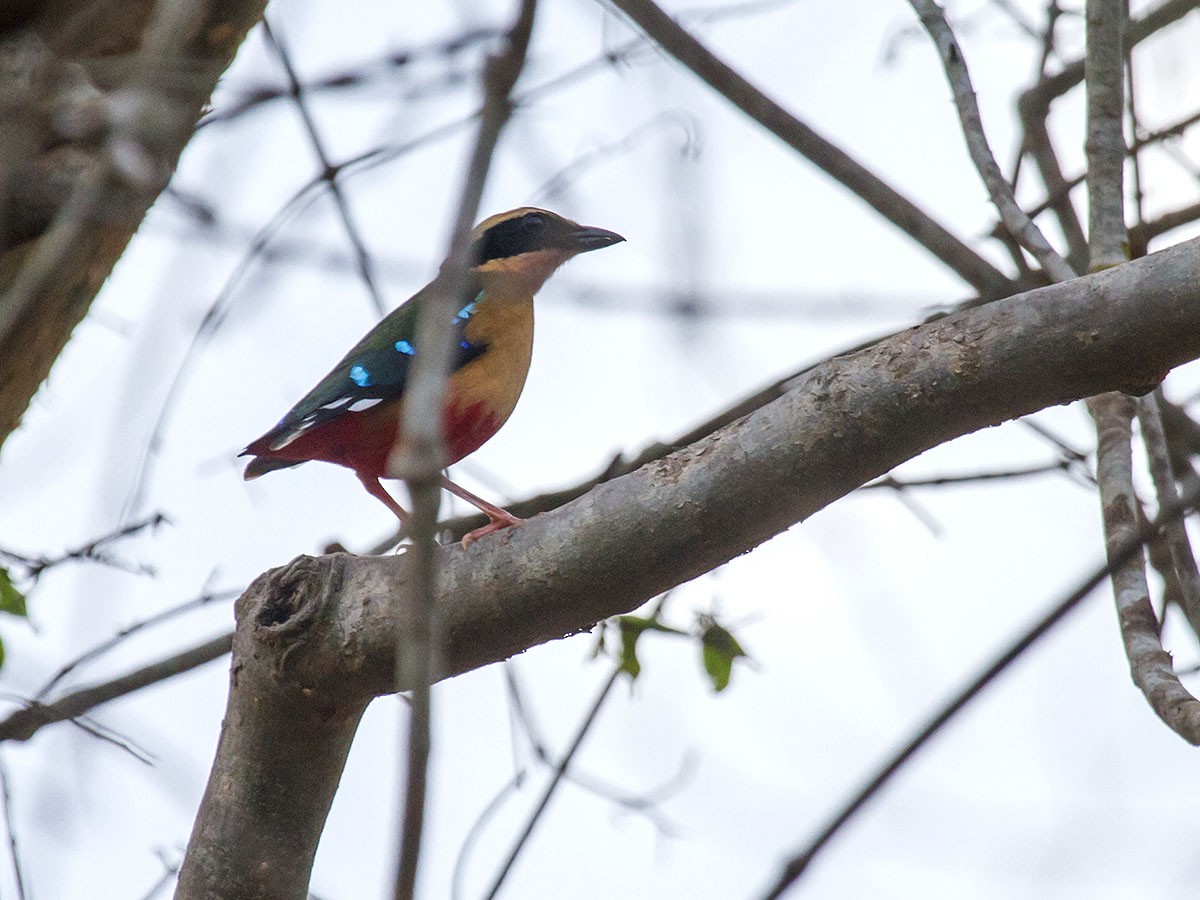 African Pitta - Bruce Ward-Smith