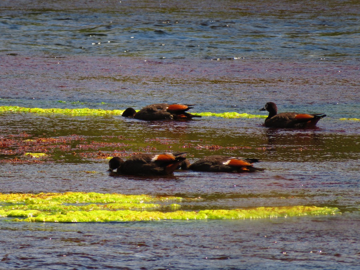 Paradise Shelduck - ML132318441