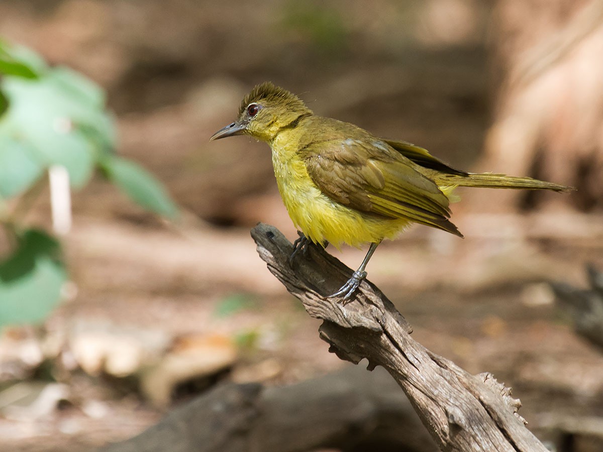 Yellow-bellied Greenbul - ML132318471