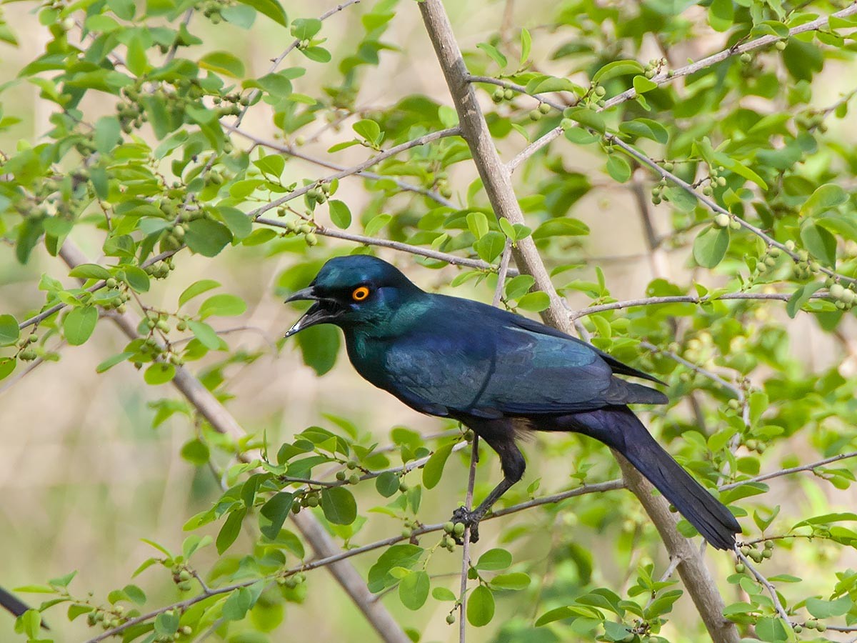 Black-bellied Starling - ML132318511