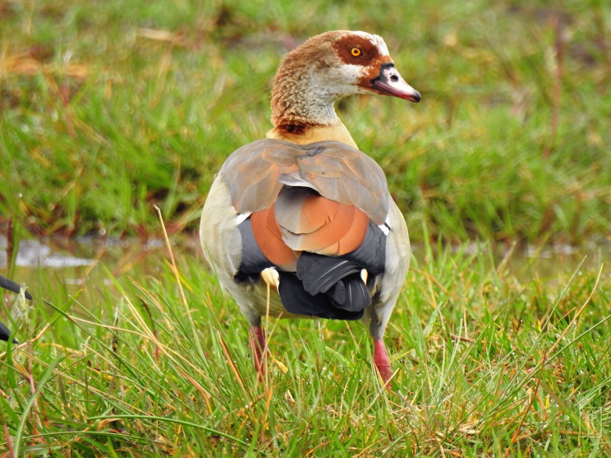 Egyptian Goose - ML132318711