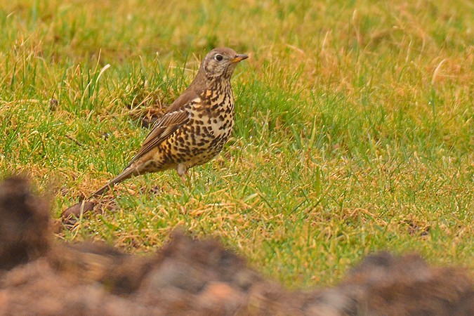 Mistle Thrush - ML132319561