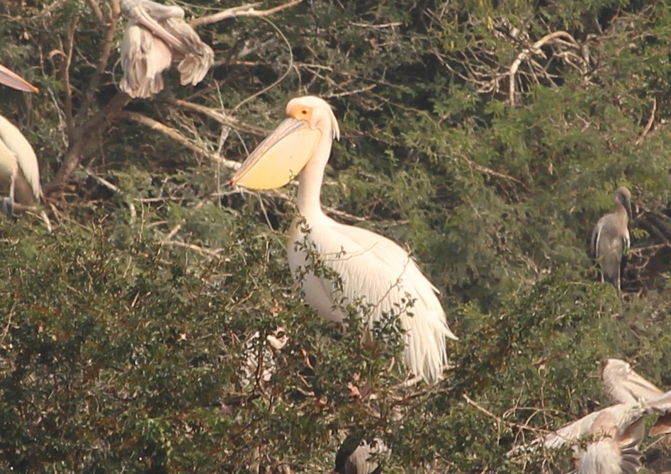 pelikán bílý - ML132319951