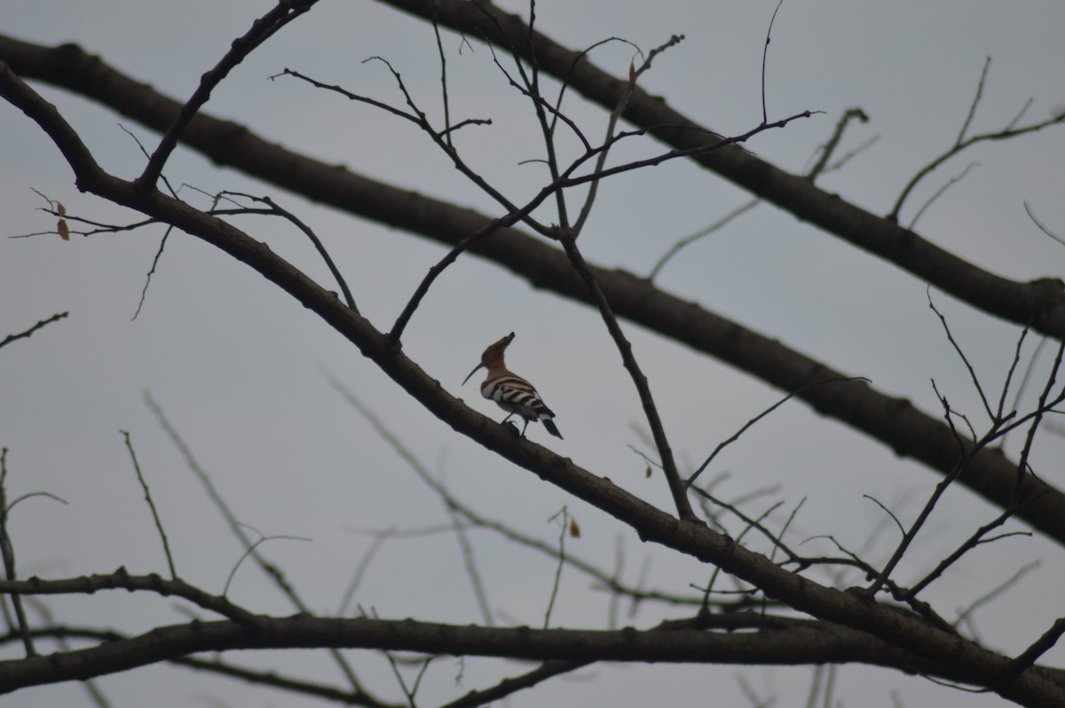 Eurasian Hoopoe - ML132320151