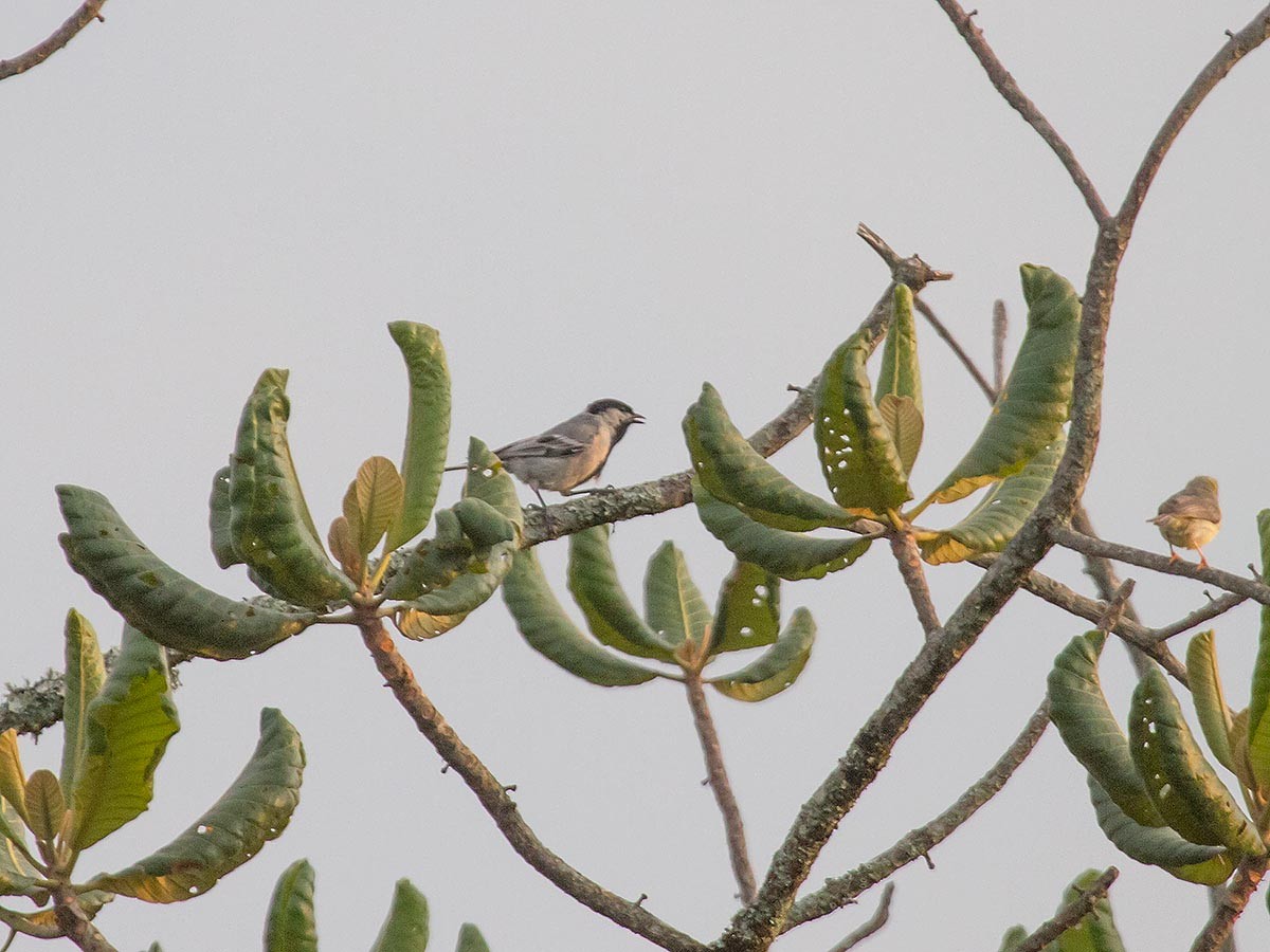 Miombo Tit - ML132320181