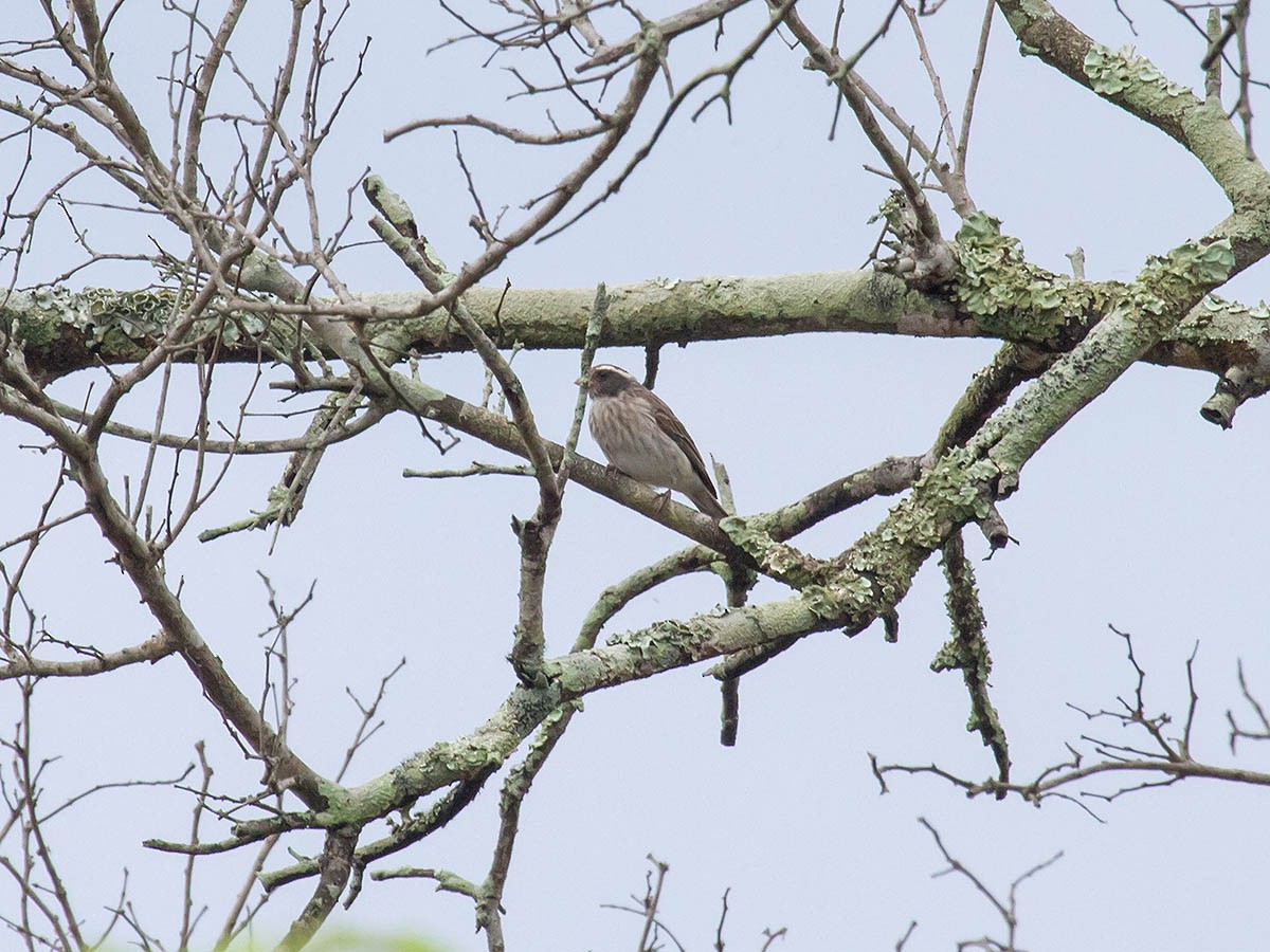 Black-eared Seedeater - Bruce Ward-Smith