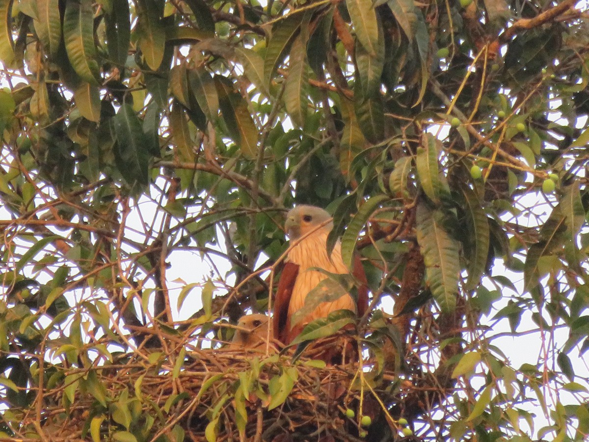 Brahminy Kite - Doulat  Vaghamode