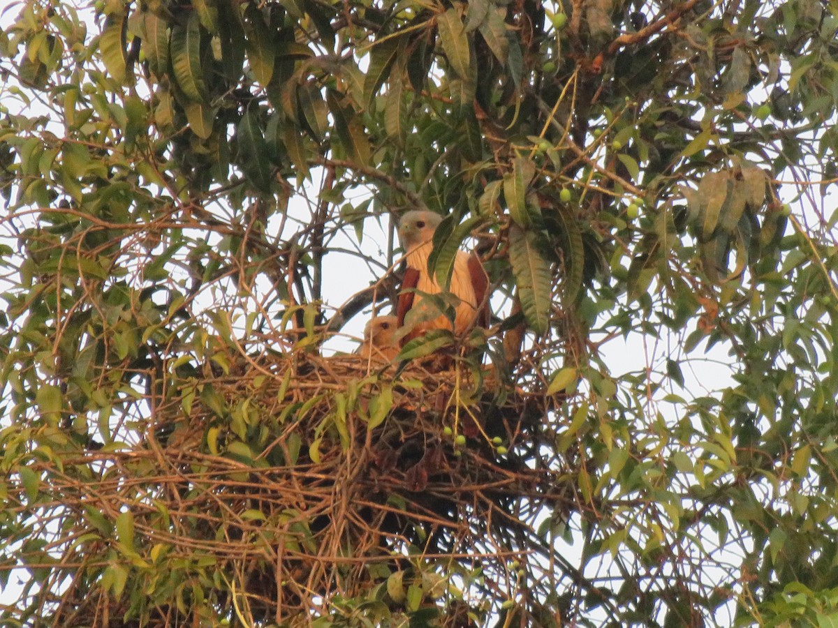 Brahminy Kite - ML132321581