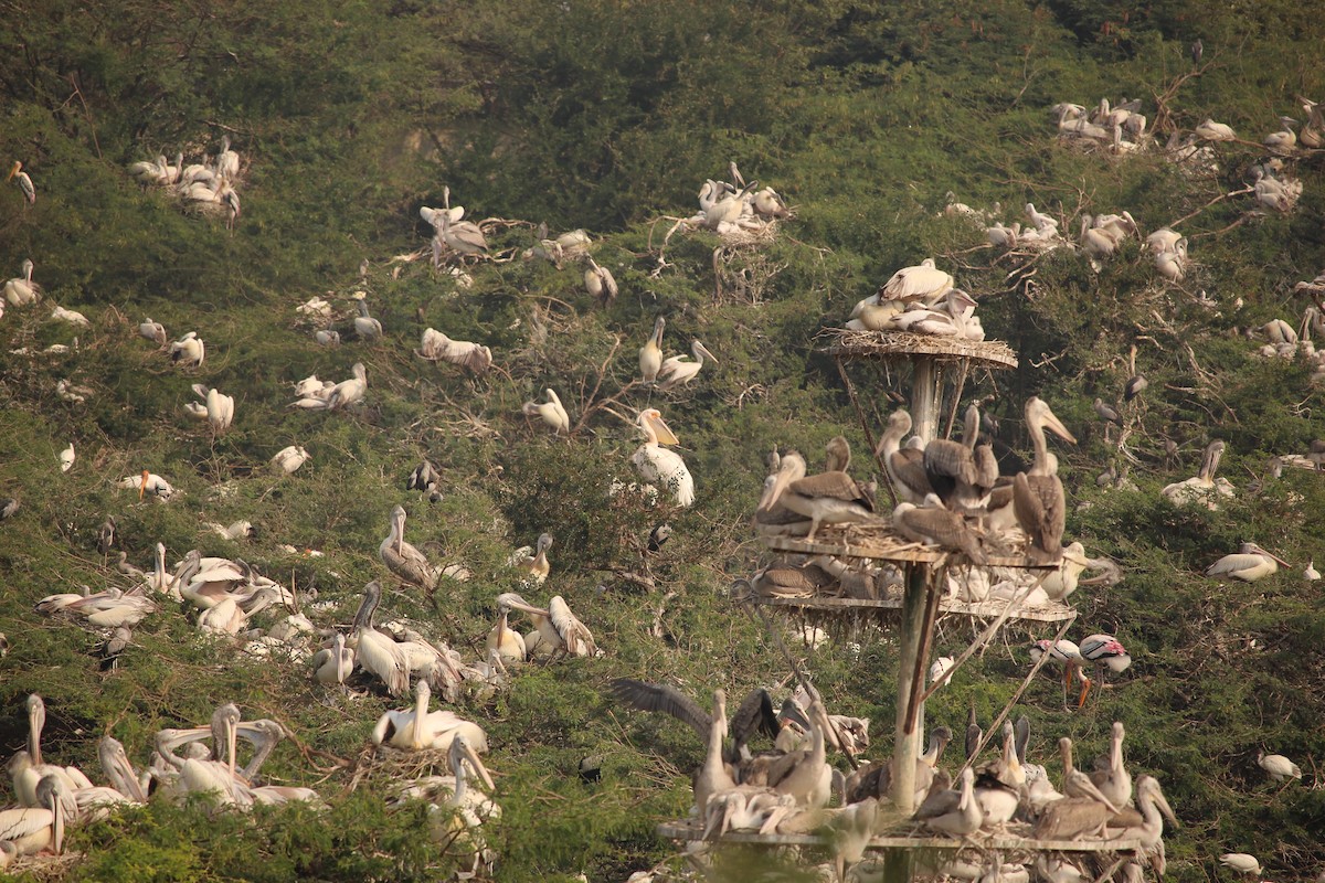 Great White Pelican - ANIL T