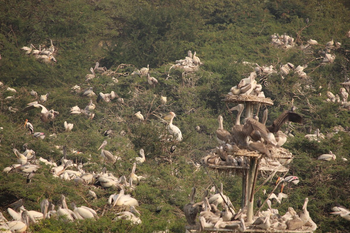 Great White Pelican - ML132321641