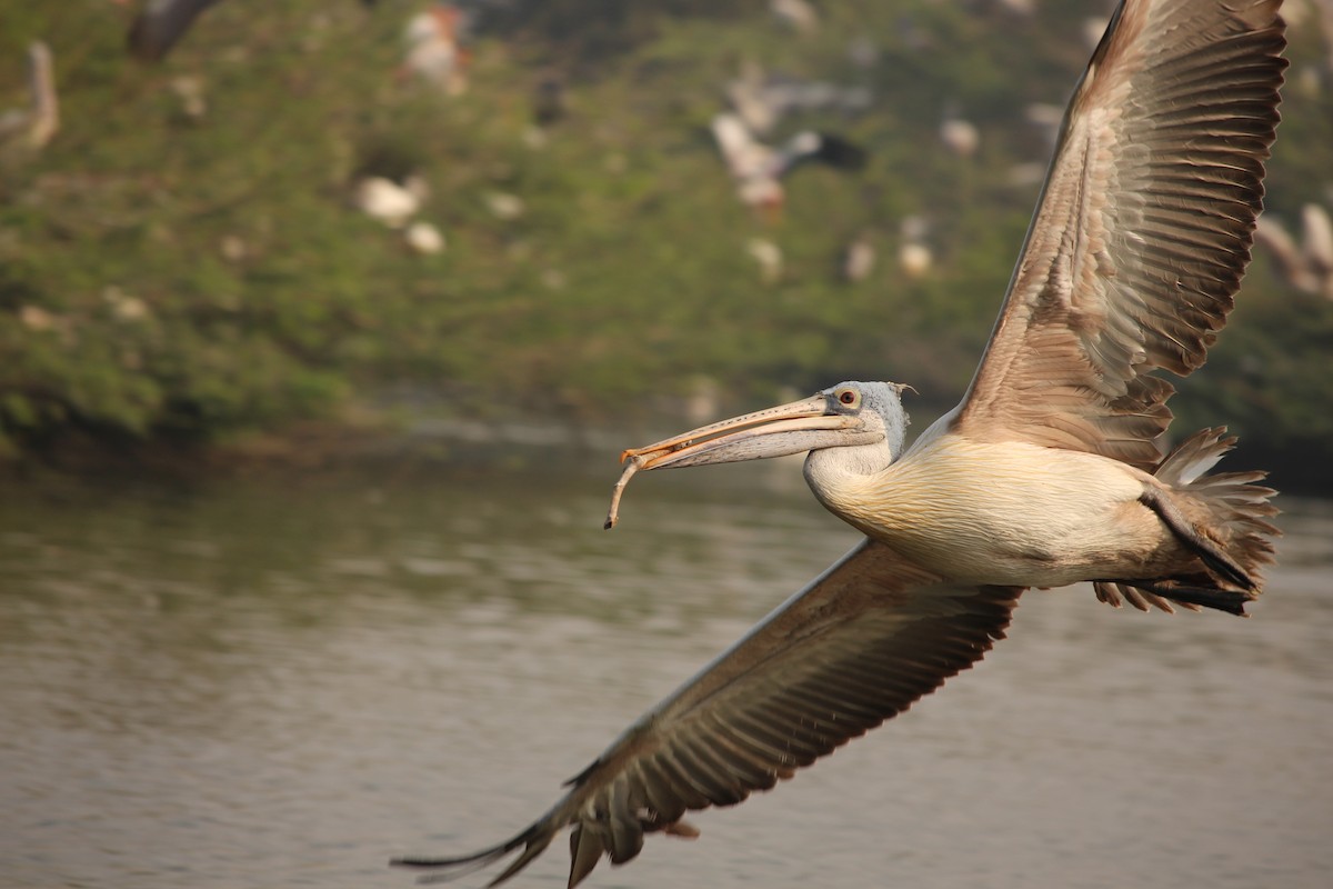 pelikán skvrnozobý - ML132321851