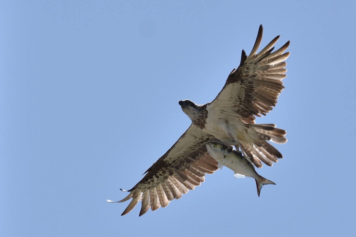 Águila Pescadora - ML132322551