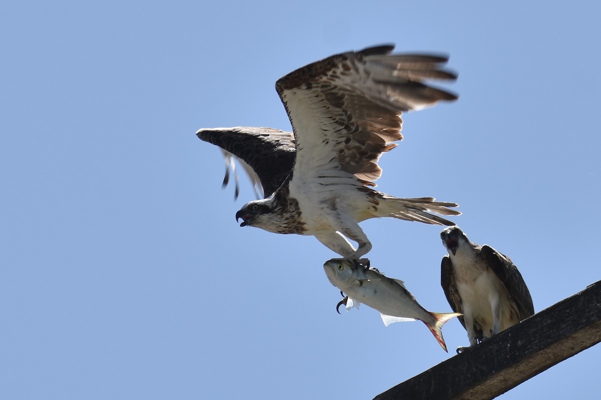 Águila Pescadora - ML132322561