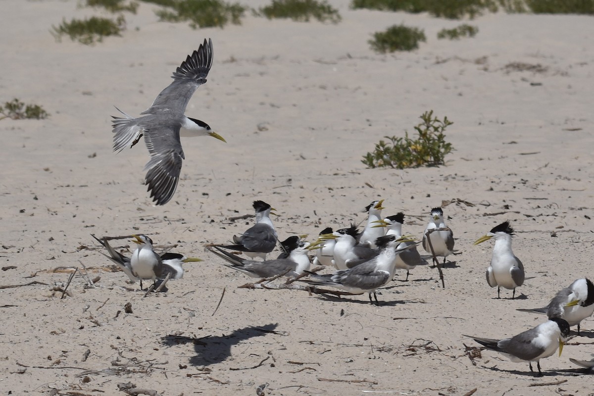 Great Crested Tern - ML132322741