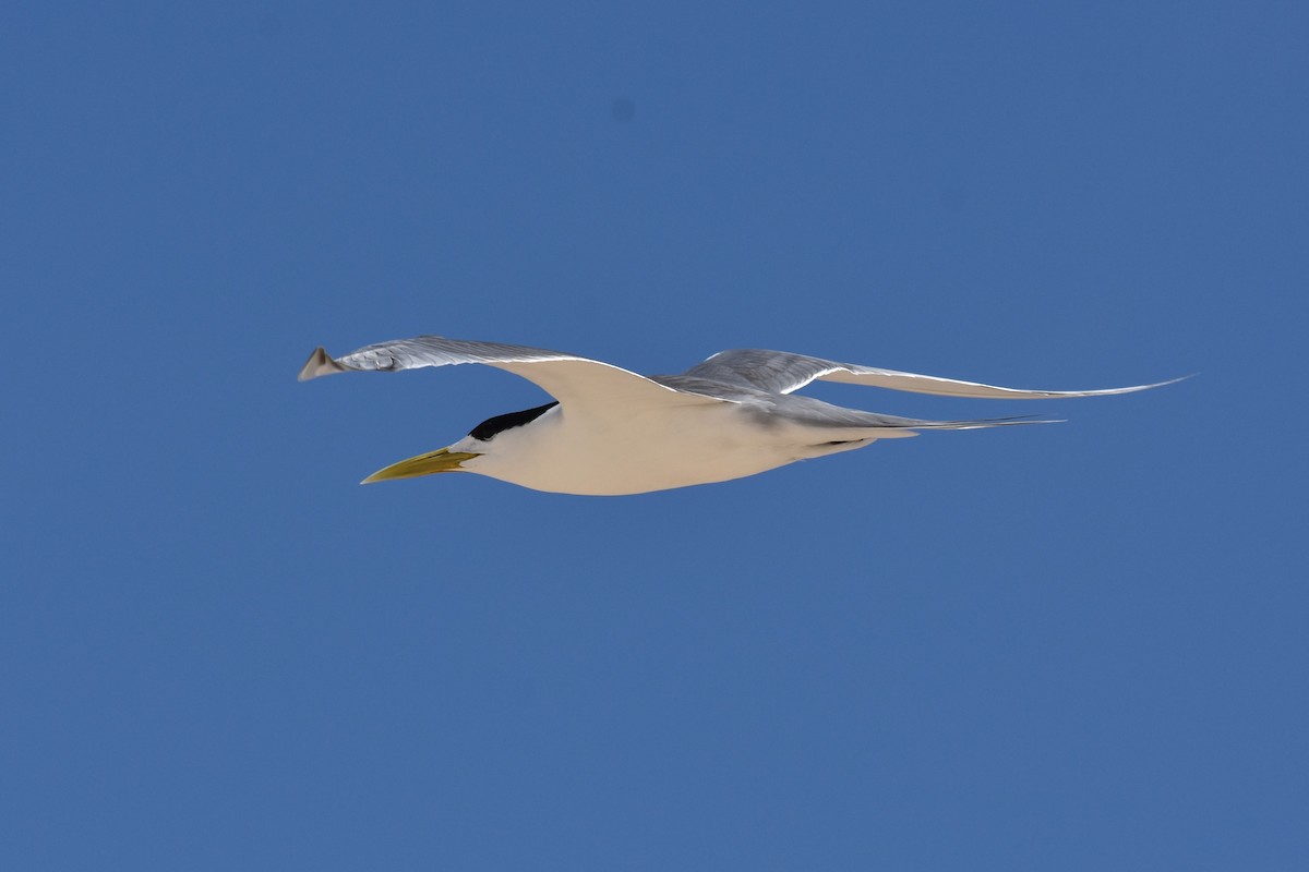 Great Crested Tern - ML132322751