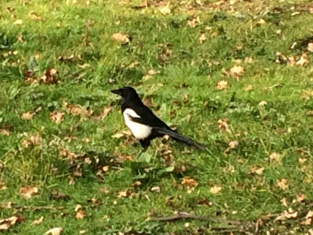 Eurasian Magpie - ML132324331