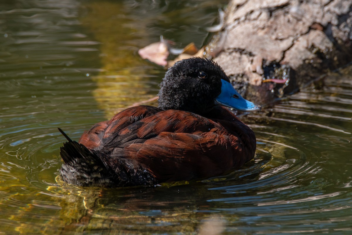 Blue-billed Duck - ML132325741