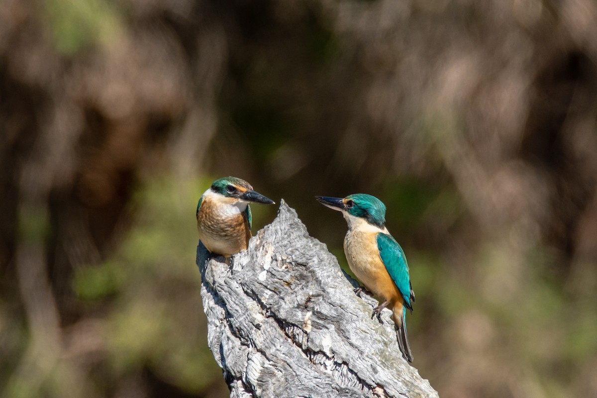 Sacred Kingfisher - ML132325871