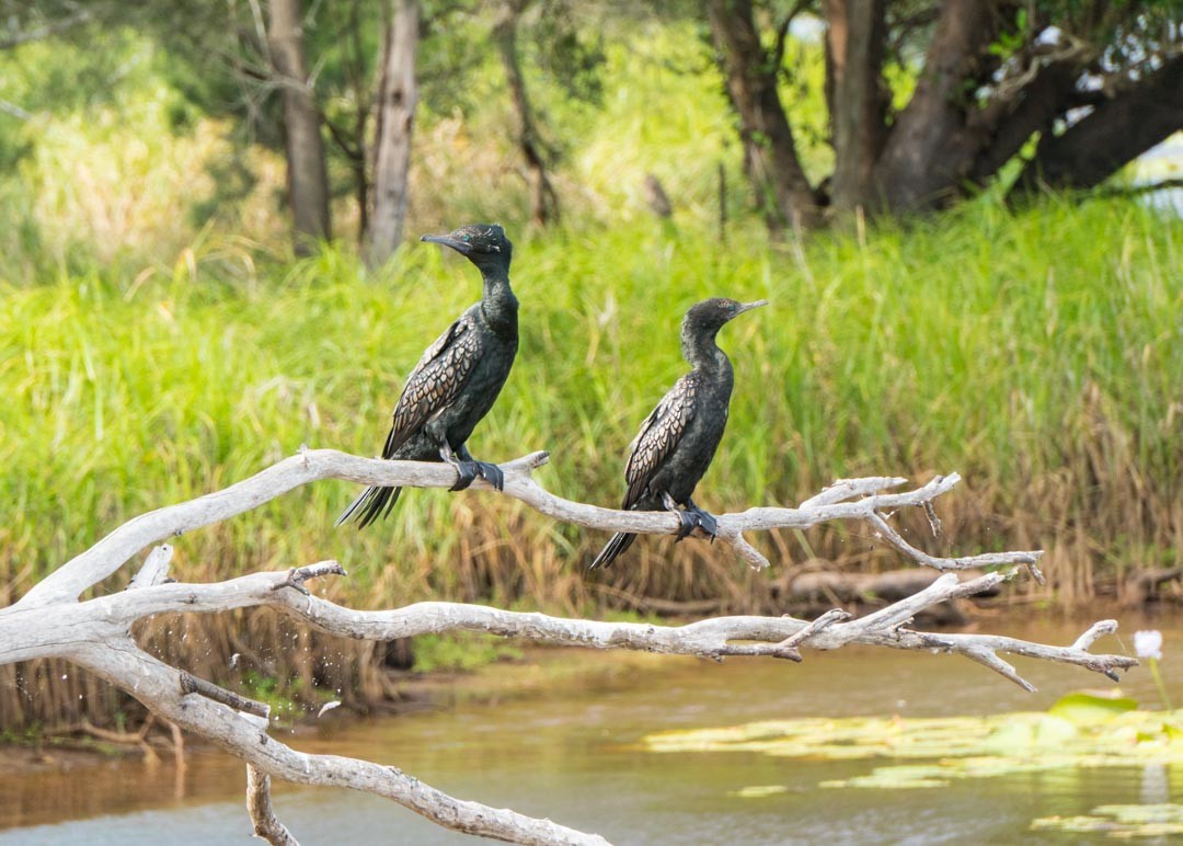 Little Black Cormorant - Danielle Millar