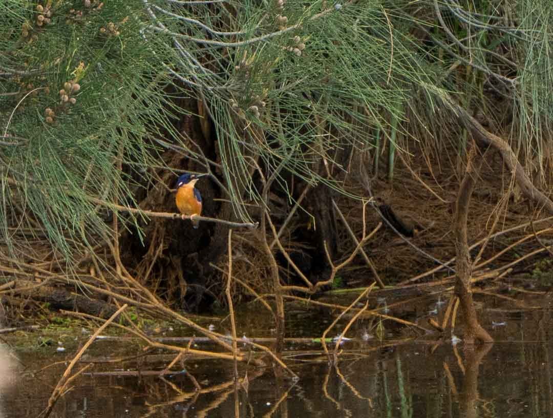 Azure Kingfisher - ML132326751