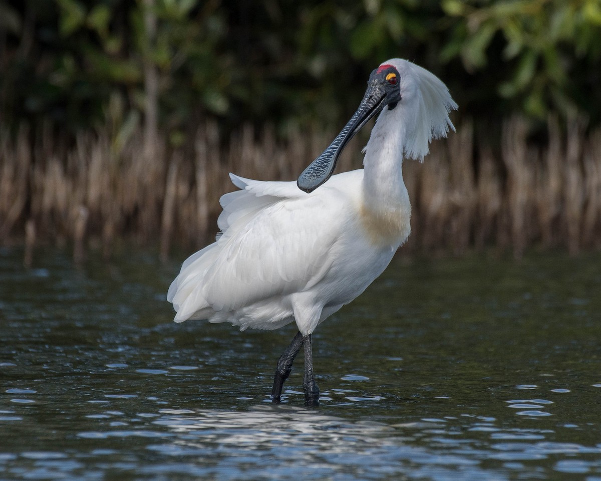 Royal Spoonbill - ML132327131