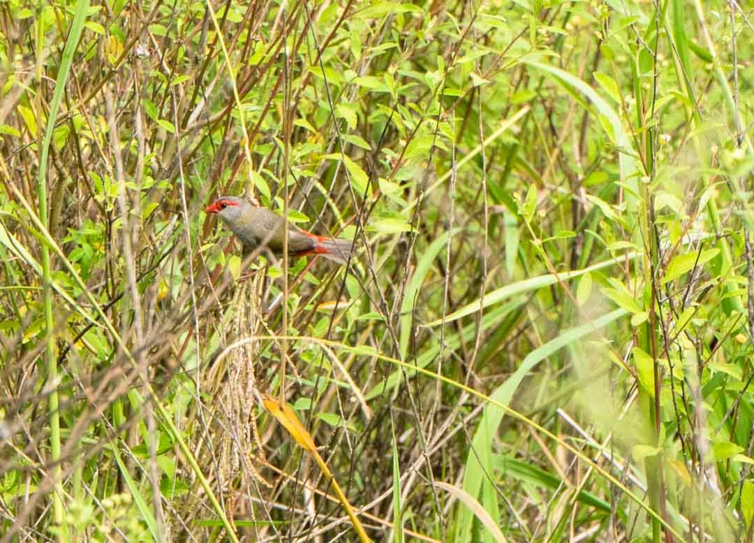Red-browed Firetail - ML132327421