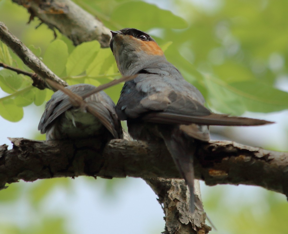 Crested Treeswift - ML132327621